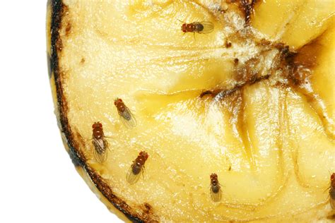 How to Get Rid of Fruit Flies in Your Home - This Lady Blogs