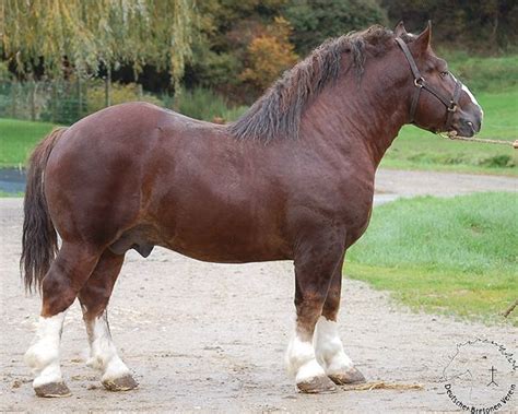 14 best images about HORSES- Breton on Pinterest | Belle, Draft horses and Bretagne