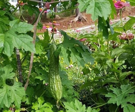 How to Plant, Harvest, and Cook Ampalaya (Bitter Gourd) - Dengarden