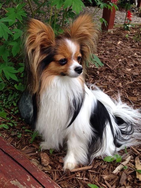 Papillon | Papillon dog puppy, Papillion dog, Dog breeds