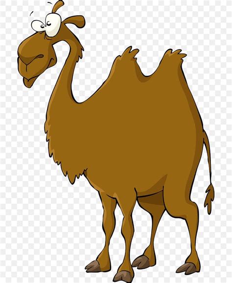 Bactrian Camel Cartoon Royalty-free Illustration, PNG, 697x1000px, Bactrian Camel, Arabian Camel ...