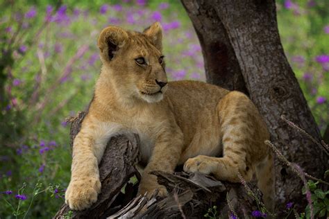 Careers with Animals: Zoologist