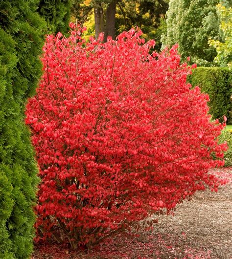 Pixies Gardens Burning Bush Shrub Blue-Green Colored Leaves In Summer ...