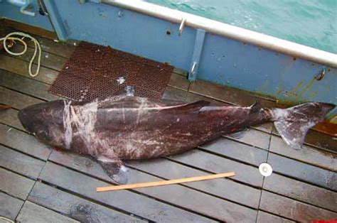 Pacific Sleeper Sharks in the Gulf of Alaska: Studying an Elusive Species