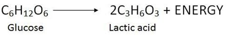 Difference Between Aerobic and Anaerobic Respiration (with Comparison ...