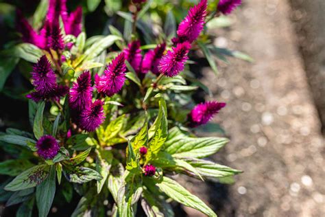 Celosia Flowers Offer Plumes, Feathers, and Blooms