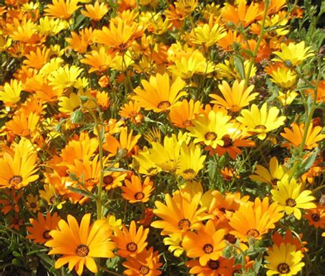 African Daisy Mix Dimorphotheca Sinuata Seeds