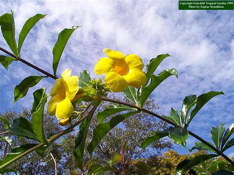 Allamanda cathartica Common name: Golden Trumpet Vine, Allamanda Vine Botanical name: Allamanda ...