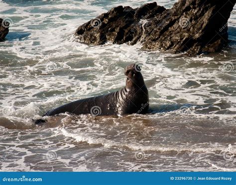 Elephant Seal bull stock photo. Image of animal, social - 23296730