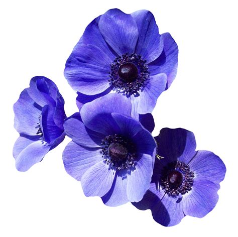 Violet Flower PNG Transparent Images - PNG All