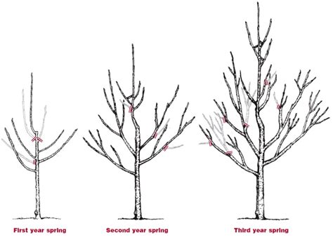 Pruning Backyard Fruit Trees - Door County Pulse