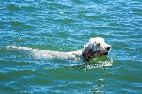 In The Swim Of Things: Where Should And Shouldn’t Your Dog Swim? | Beverly Hills Veterinary ...