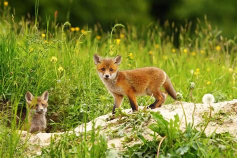 Fox Dens | All You Need To Know | All Things Foxes (2024)