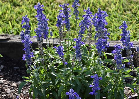 Perennial salvia add strong landscape color | Mississippi State ...