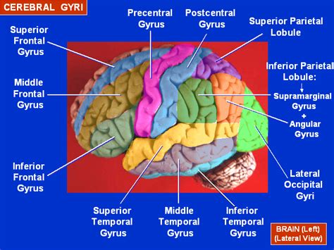 Human Anatomy Mcqs Postgraduation Entrance preparation: 57 - Sulci and Gyri of Brain