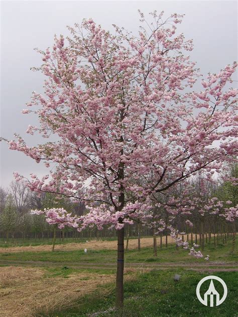 Prunus Accolade Flowering Cherry | Best Flower Site