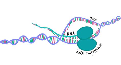 eRNAs Are Required for p53-Dependent Enhancer Activity and Gene Transcription | RNA Journal Club