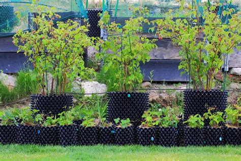 Growing raspberries in pots: how to & care guide - Plantura