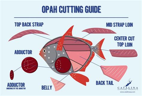 The Fish - Catalina Offshore - Online Fish Market