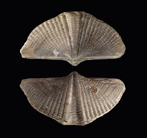 Fossil brachiopod (Mucrospirifer mucronatus) | Fossil, Dinosaur fossils ...