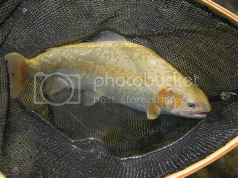 Golden Trout - Apple Creek | Ohio Game Fishing