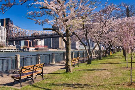 Roosevelt Island Cherry Blossoms (Complete Guide & Map)