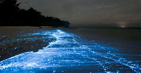 Sea of Stars - The Maldives