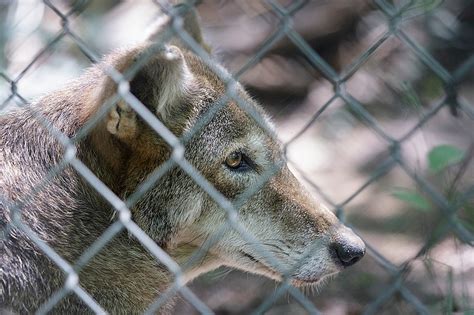 Proposal would shrink red wolves' habitat, allow people to kill ...