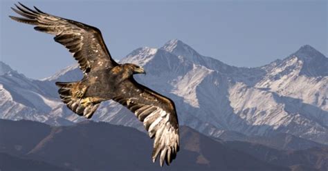 Golden Eagle Wingspan & Size: How Big Are They? - IMP WORLD