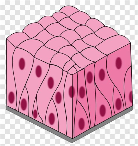 Simple Columnar Epithelium Pseudostratified Squamous Stratified - Biology - TISSUE Transparent PNG