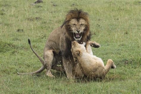 Lion Mating: She's the Boss | NJ Wight