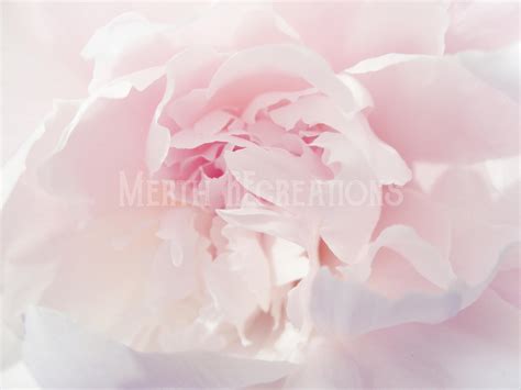 Pink Peonies Original Photo, Wall Art, Digital Download, Digital Background, Instant Download ...