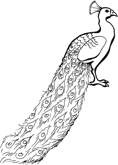 Peacock Black And White Drawing at GetDrawings | Free download