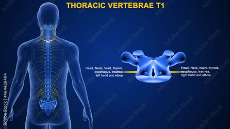 The thoracic spine has 12 nerve roots (T1 to T12) on each side of the spine that branch from the ...