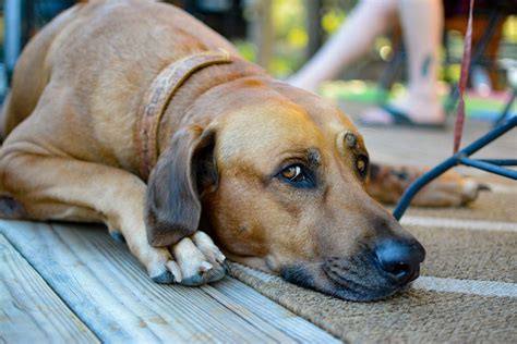 Rhodesian Ridgeback: Temperament, Personality Traits and More