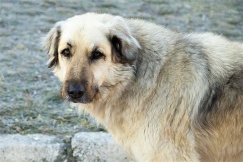 Anatolian Pyrenees Dog Breed Information & Characteristics