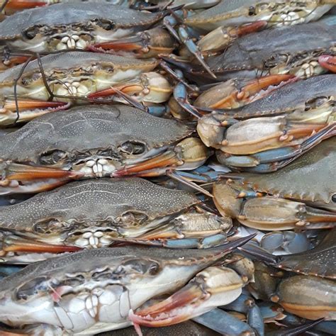 a pile of blue crabs sitting next to each other