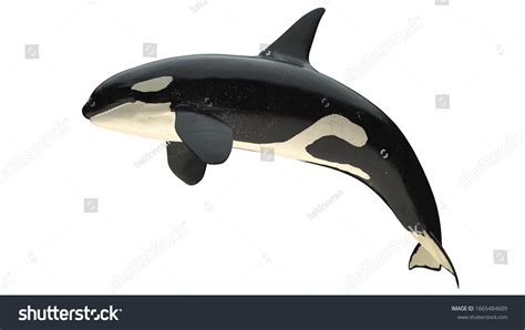 Isolated Killer Whale Orca Close Mouth Stock Illustration 1665484609 ...