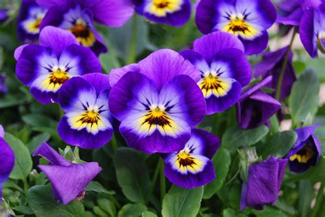 How to Grow Violas in a Home Garden