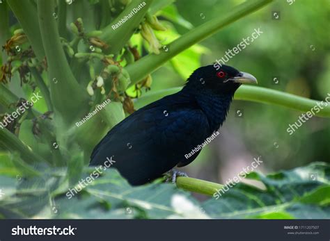 2,979 Black cuckoo bird Images, Stock Photos & Vectors | Shutterstock