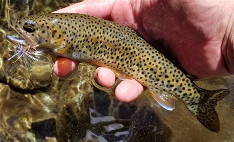 North Fork Yuba River Fly Fishing Report ~ 8/4/2020 | LaptrinhX / News