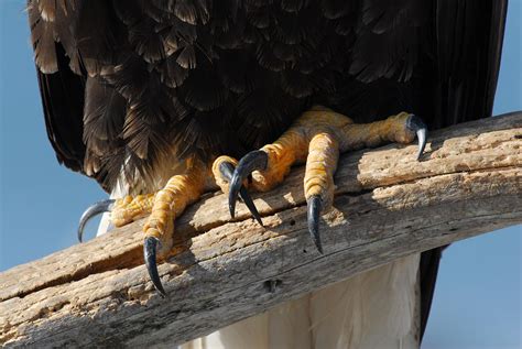 Eagle Talons Photograph by On Da Way North Gallery