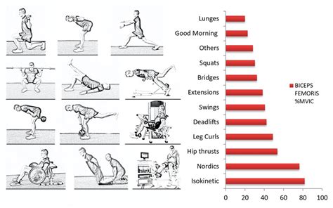 Eccentric Hamstring Exercises Pdf | EOUA Blog