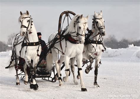 A troika is a traditional Russian driving combination, harnessing three horses abreast, to pull ...