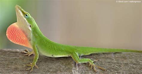 Green Anole Lizards Develop Stickier Feet in Just 15 Years