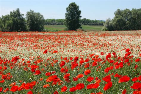 Poppy-fields-flanders.jpg (3008×2000) | Background | Pinterest