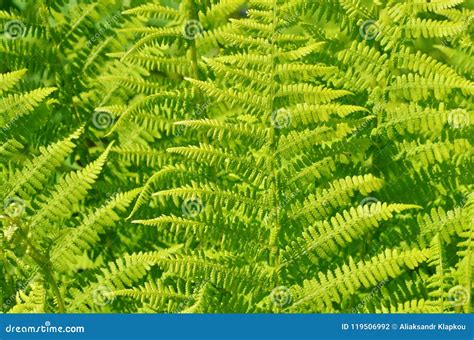 An ancient fern plant. stock photo. Image of foliage - 119506992