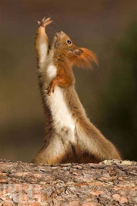 40 All Time Funny Pictures of Dancing Animals