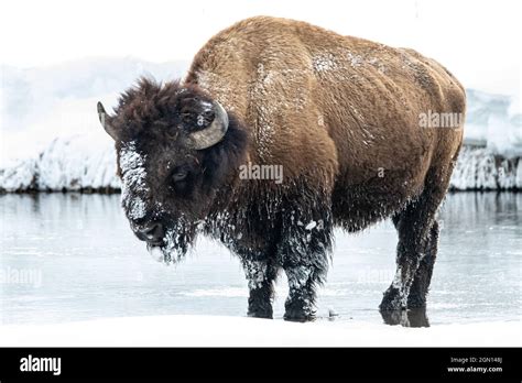 American bison (Bison bison) in Yellowstone National Park in Winter ...