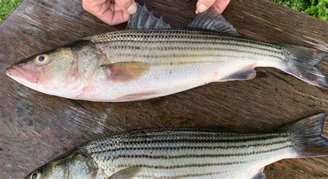 Maryland Striped Bass Season 2024 - Edin Nettle